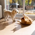 Ein Hund und eine Katze spielen gemeinsam vor der Terassent&uuml;r eines lichtdurchfluteten Wohnzimmers.