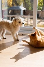 Ein Hund und eine Katze spielen gemeinsam vor der Terassent&uuml;r eines lichtdurchfluteten Wohnzimmers.