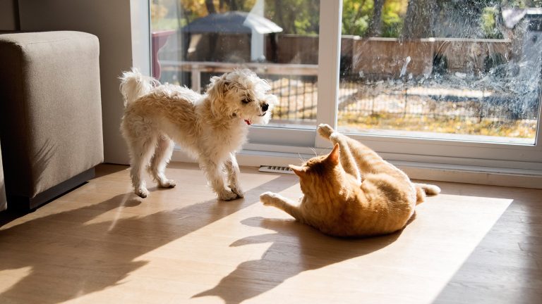 Ein Hund und eine Katze spielen gemeinsam vor der Terassent&uuml;r eines lichtdurchfluteten Wohnzimmers.