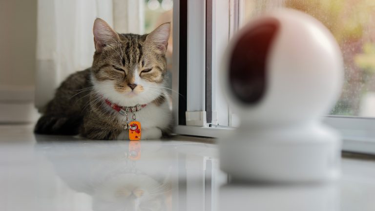 Eine Katze liegt beobachtend vor einer smarten Haustierkamera.