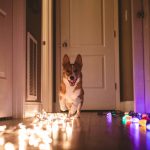 Ein Hund l&auml;uft freudig durch einen relativ dunklen Flur, der links wei&szlig; und rechts bunt beleuchtet ist