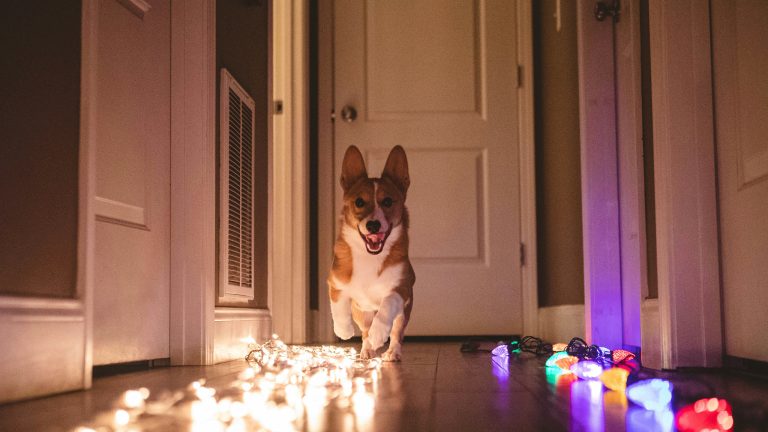 Ein Hund l&auml;uft freudig durch einen relativ dunklen Flur, der links wei&szlig; und rechts bunt beleuchtet ist