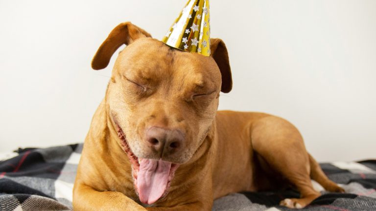 Ein Hund liegt auf dem Bett. Seine Augen sind zusammengekniffen, er streckt die Zunge raus und tr&auml;gt einen goldenen Partyhut.
