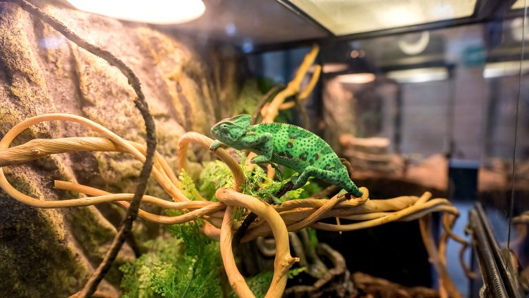 Terrarium einrichten, Das muss rein Ein Chamäleon klettert in einem Terrarium auf Ästen.