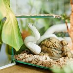 Eine hellgr&uuml;ne Schlange schl&auml;ngelt sich in einem Glasterrarium.