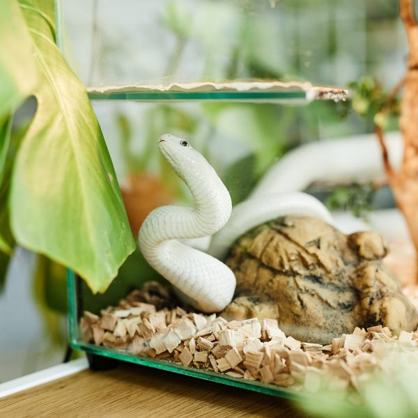 Eine hellgr&uuml;ne Schlange schl&auml;ngelt sich in einem Glasterrarium.