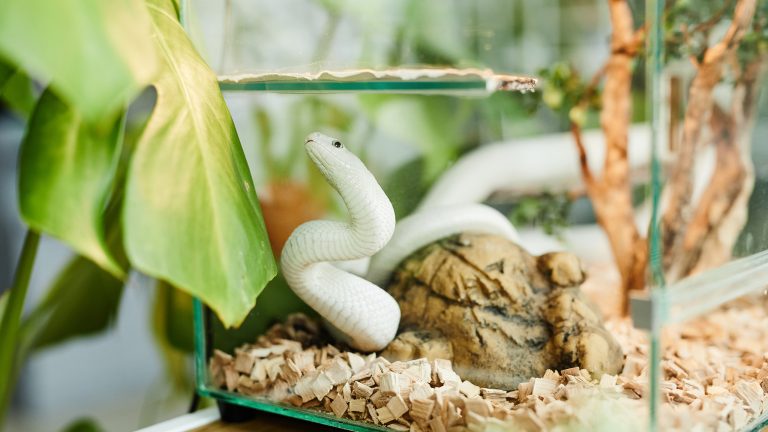 Eine hellgr&uuml;ne Schlange schl&auml;ngelt sich in einem Glasterrarium.