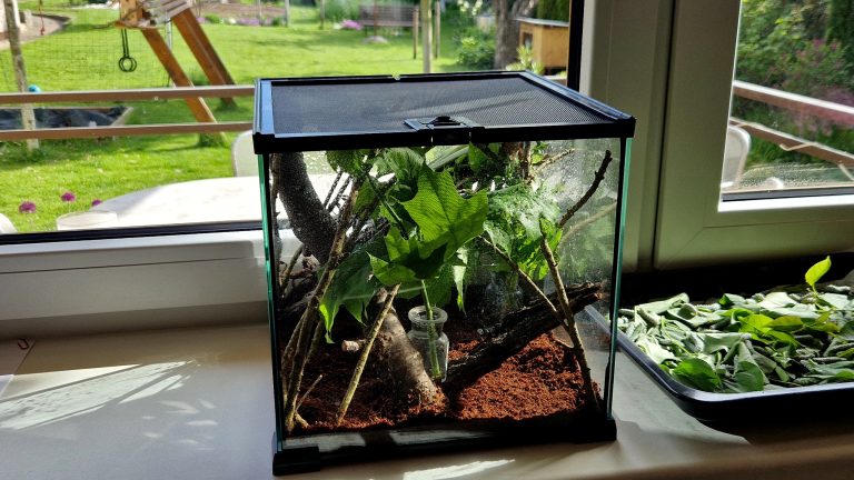 Terrarium einrichten, Das muss rein Ein Dschungelterrarium steht auf einem Fensterbrett. Im Hintergrund ist ein Garten mit Spielgeräten zu sehen.
