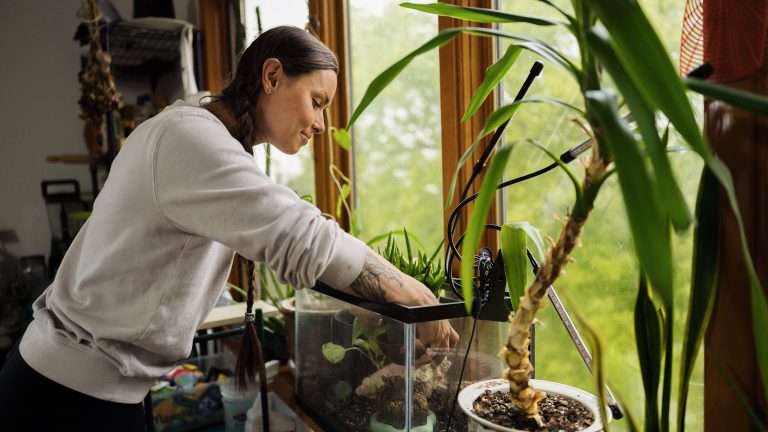 Terrarium einrichten, Das muss rein Eine Person steckt ihren rechten Arm in ein Terrarium, das auf einem Fensterbrett zwischen vielen Pflanzen steht, um es zu reinigen.
