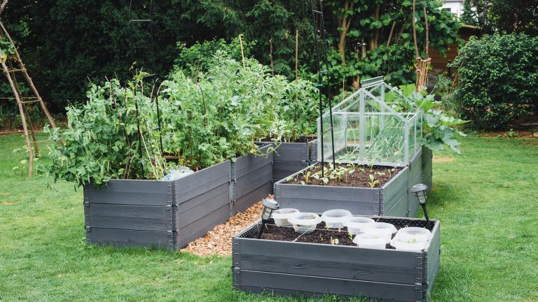 hochbeet-anlegen-3 Drei graue Holzhochbeete stehen auf einem Rasen in einem Garten. Die Beete sind mit verschiedenem Gemüse bepflanzt, eines ist mit einem kleinen Frühbeetaufsatz aus Glas abgedeckt. Im Hintergrund Bäume und ein Gartenhaus.