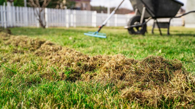 Nahaufnahme von herausgefordertem Filz- und Grasmaterial auf einem Rasen nach dem Vertikutieren. Im Hintergrund sind eine Harke und eine Schubkarre zu sehen.&nbsp;