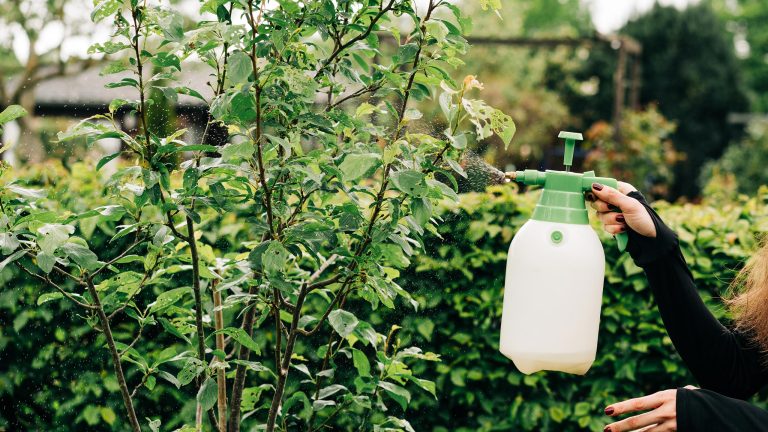 Eine Person mit einer Pumpspr&uuml;hflasche in der Hand scheint ein Mittel auf einen kleinen Strauch zu spr&uuml;hen.