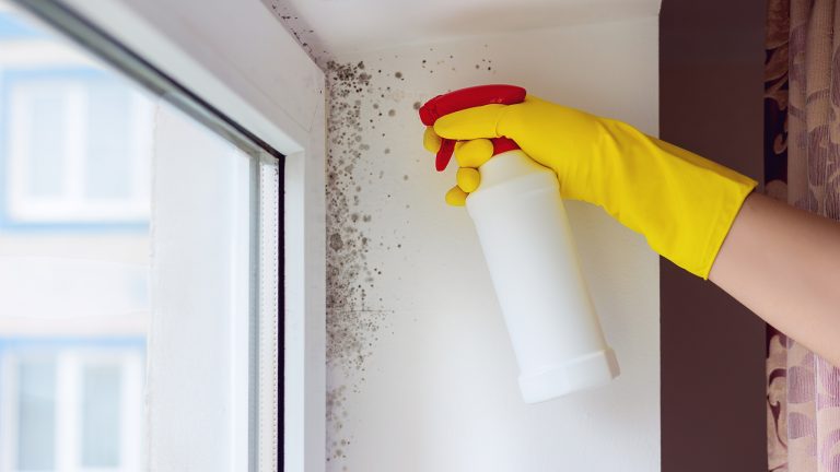 Nahaufnahme einer Hand, die in einem gelben Schutzhandschuh steckt und eine Spr&uuml;hflasche h&auml;lt. Sie zielt damit auf schwarzen Schimmel in der Ecke eines Fensters.