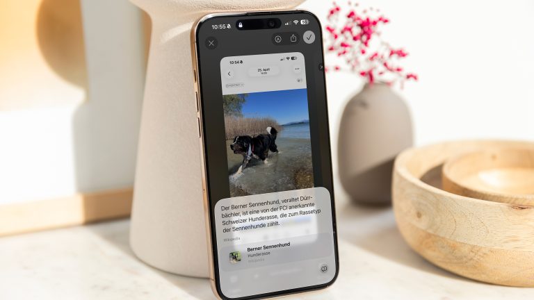 Highlight to Search: So nutzt du die Apple-KI-Funktion Ein iPhone steht an eine Vase gelehnt. Auf dem Bildschirm ist ein Foto eines Hundes zu sehen. Im unteren Drittel steht ein Text mit Informationen über die Rasse des Hundes.