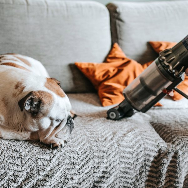 Eine Person saugt mit einem Handstaubsauger ein Sofa ab, auf dem ein Hund ein Nickerchen macht.