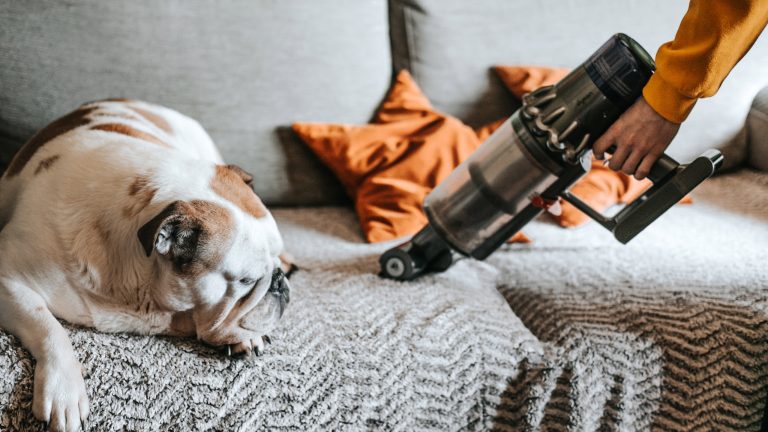 Eine Person saugt mit einem Handstaubsauger ein Sofa ab, auf dem ein Hund ein Nickerchen macht.