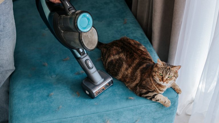 Eine Person mit einem Handsauger saugt Katzenhaare von einem Sofa ab, auf dem eine Katze liegt.
